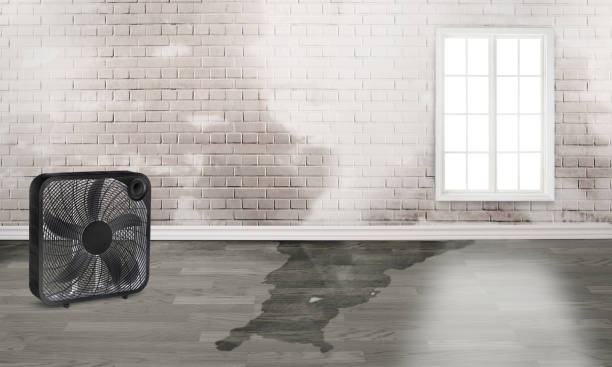  Lanark, IL Water damage restoration Pros